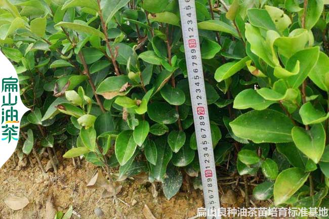 連云港軟枝3號油茶苗