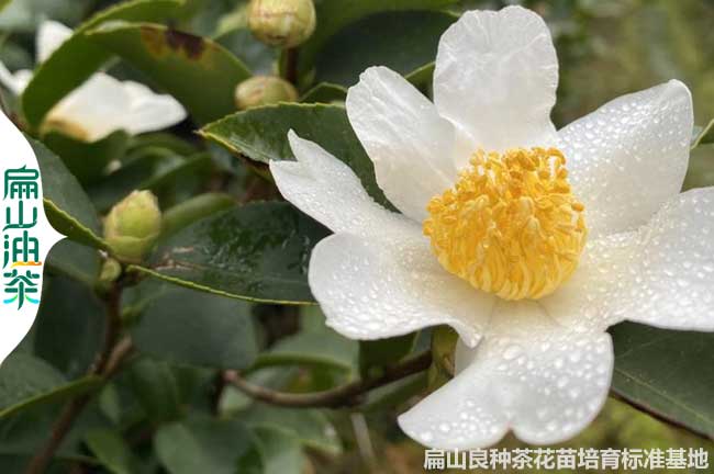 濮陽(yáng)油茶苗培育