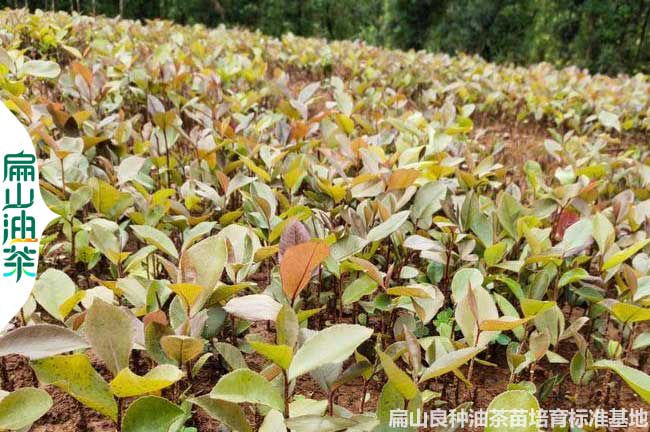 培育 湖南較大油茶苗 良種嫁接茶樹小杯苗批發(fā) 好價(jià)格1元一珠