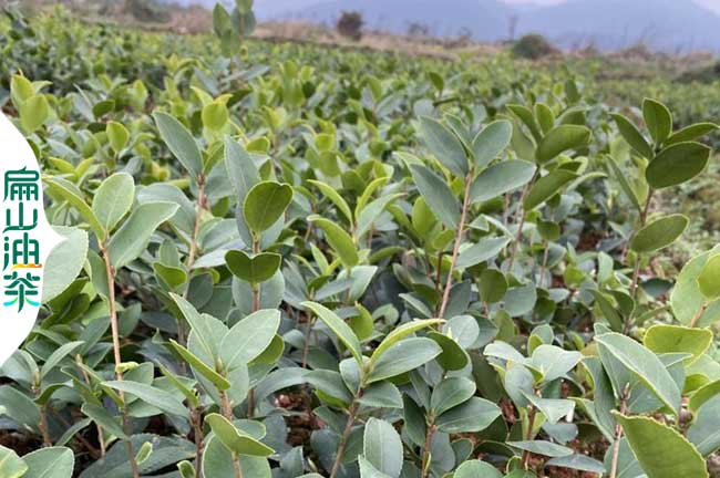 慶陽(yáng)較油茶苗批發(fā)