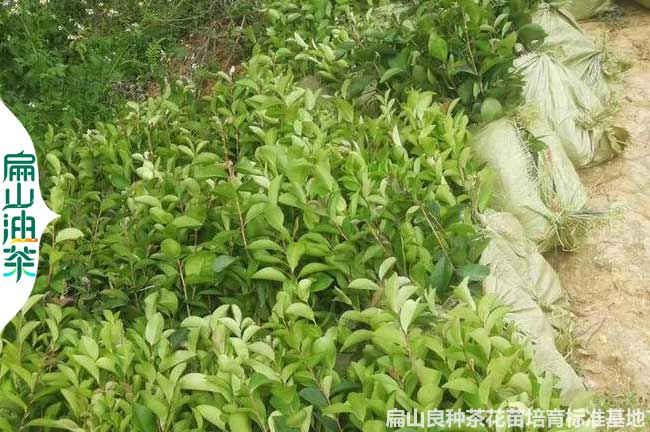 長(zhǎng)沙軟枝油茶苗批發(fā)