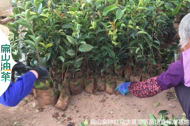 咸陽紅花大果油茶小杯苗