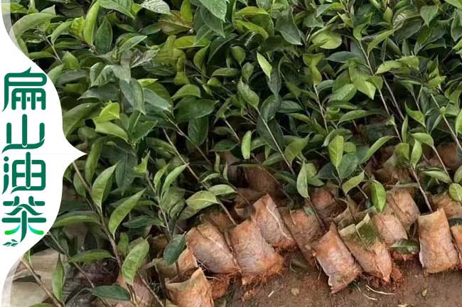 慶陽(yáng)大果紅花油茶杯苗