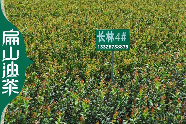 恩施長林油茶苗批發(fā)