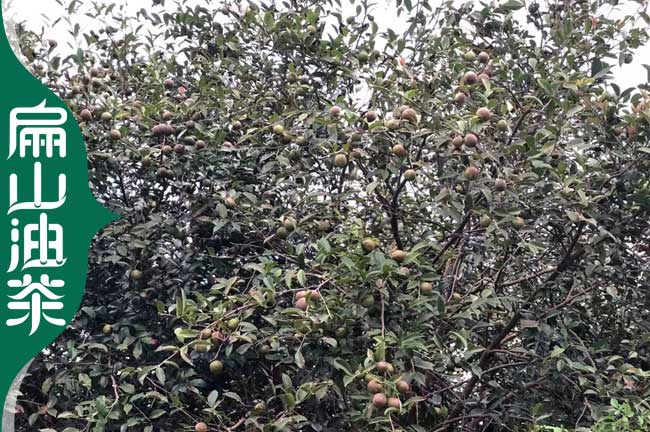  迪慶茶籽樹(shù)種植
