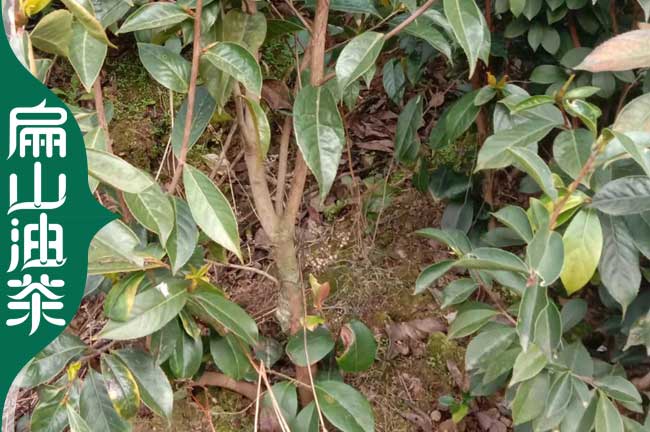 益陽(yáng)紅花大果油茶苗培育