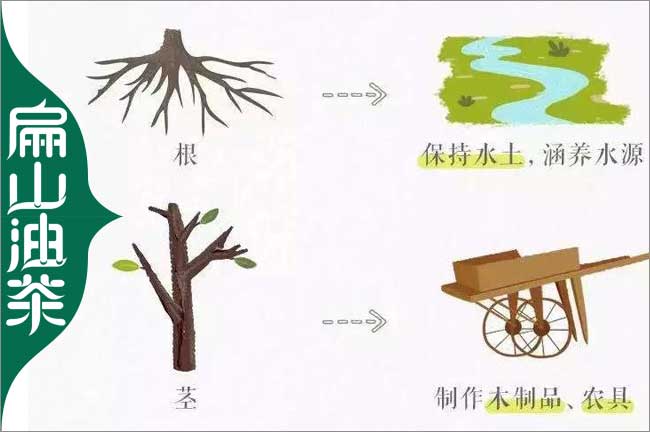 十堰油茶種植技術(shù)