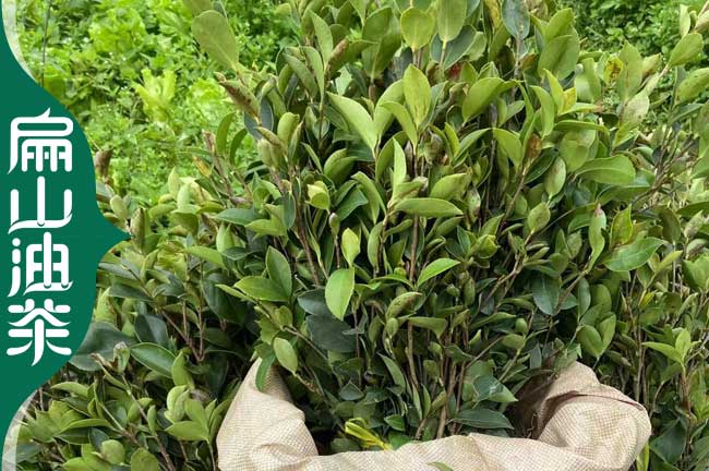 惠州長林油茶苗批發(fā)