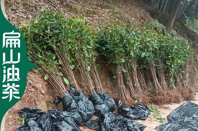 廣西大果油茶苗批發(fā)
