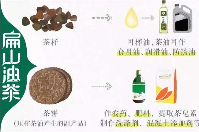[有德宏油茶苗批發(fā)]楊梅.德宏金線蓮種苗 電話手機 微信地址