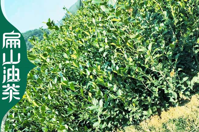 揭陽長(zhǎng)林油茶苗批發(fā)