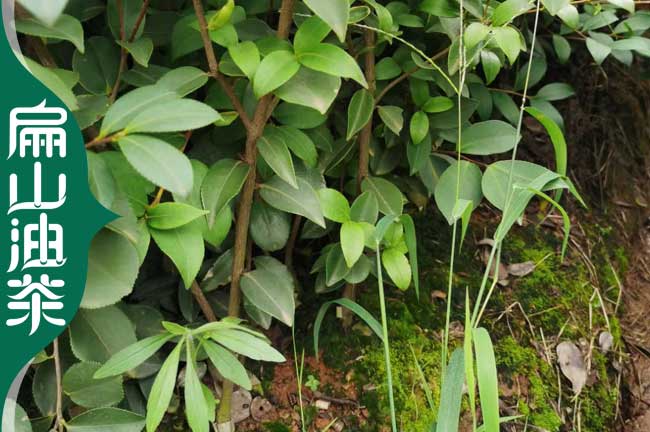 南平長(zhǎng)林53號(hào)油茶苗