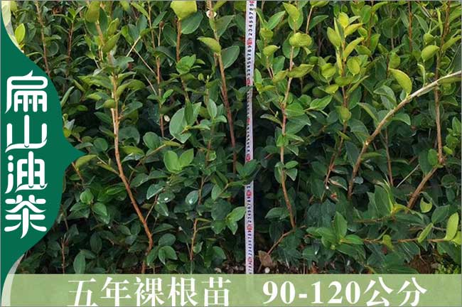 慶陽(yáng)油茶苗批發(fā)