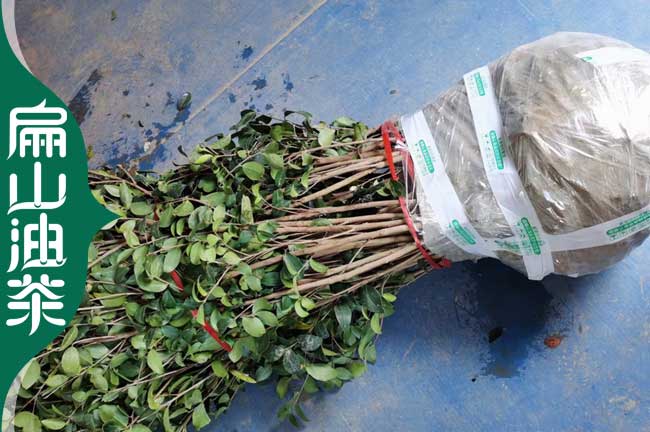 [培育普洱油茶苗]云南普洱1-2年楊梅苗批發(fā) 小杯苗高40-60CM