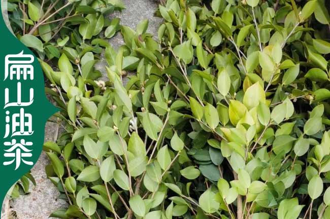 韶關(guān)軟枝3號(hào)油茶苗培育