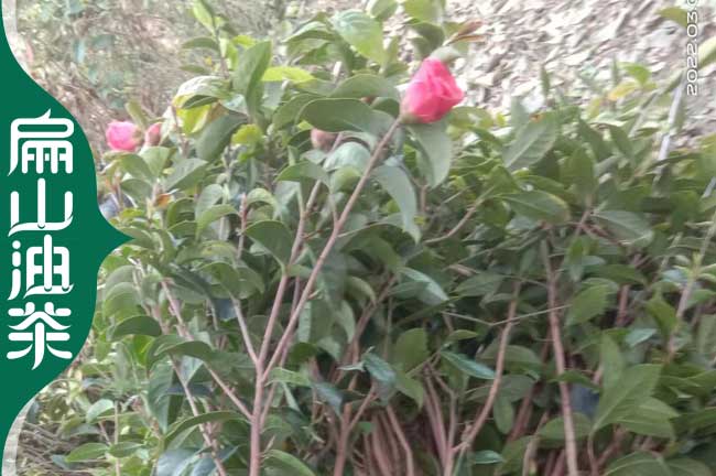 六盤水紅花大果油茶苗批發(fā)