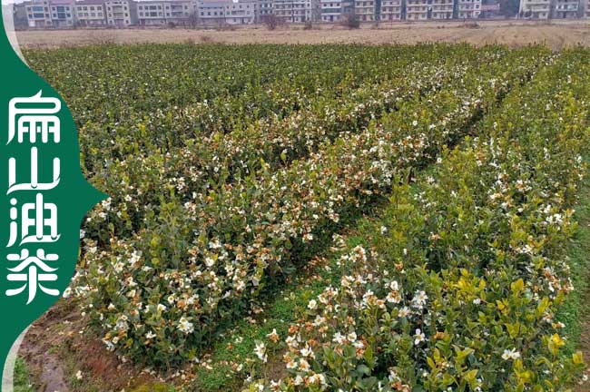 南寧茶樹(shù)苗培育