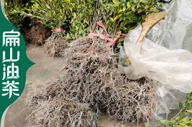 韶關(guān)湘林210油茶苗培育