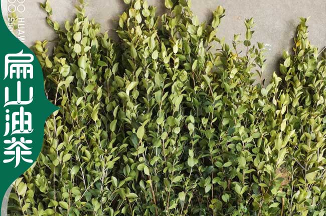 郴州長(zhǎng)林53號(hào)油茶苗