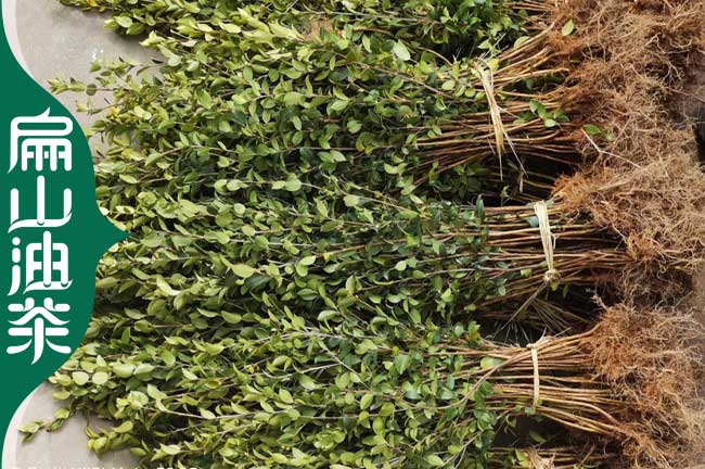 河源長(zhǎng)林3年油茶苗批發(fā)