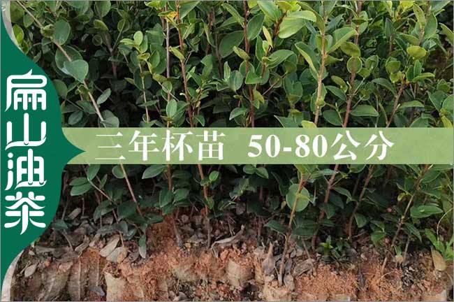 潛江3年茶樹苗批發(fā)