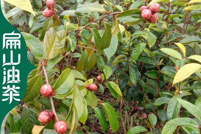 廣西紅花油茶苗批發(fā)