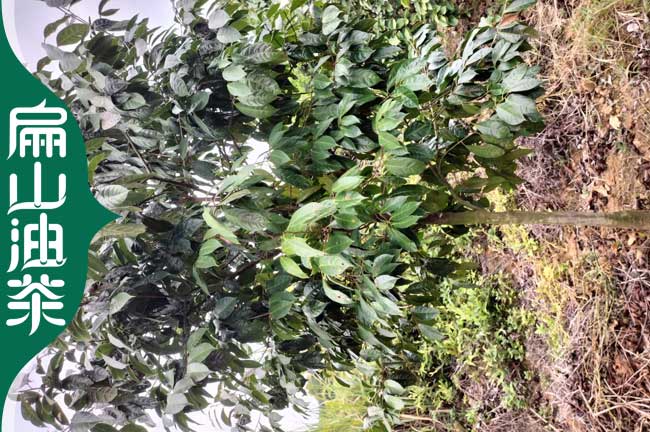 長(zhǎng)沙大果紅花油茶苗批發(fā)