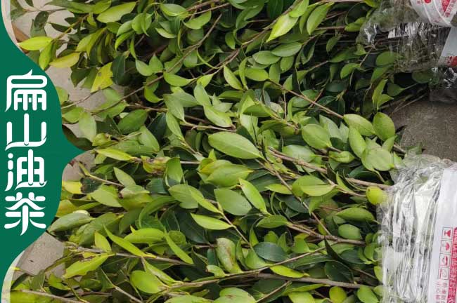 邵陽(yáng)油茶小苗培育