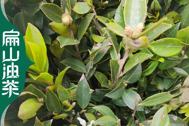 溫州長林油茶苗培育