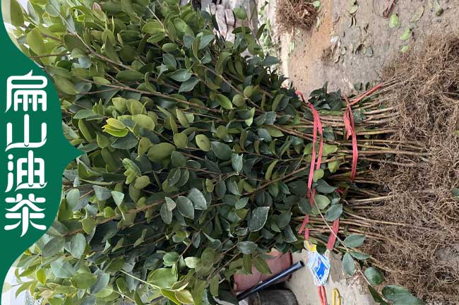 文山軟枝油茶苗批發(fā)