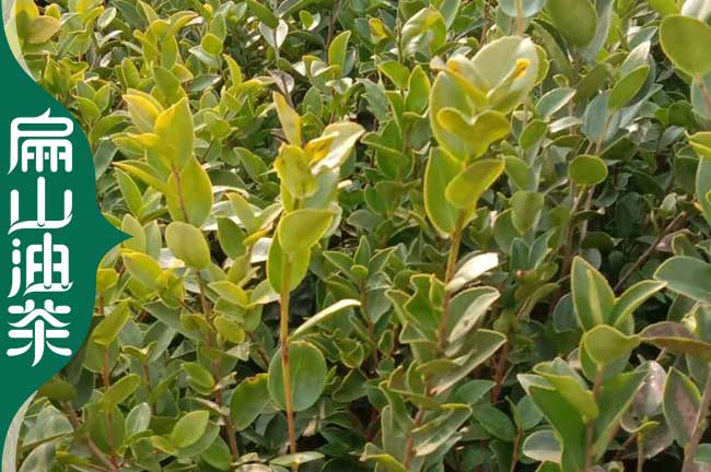 六盤水油茶苗培育