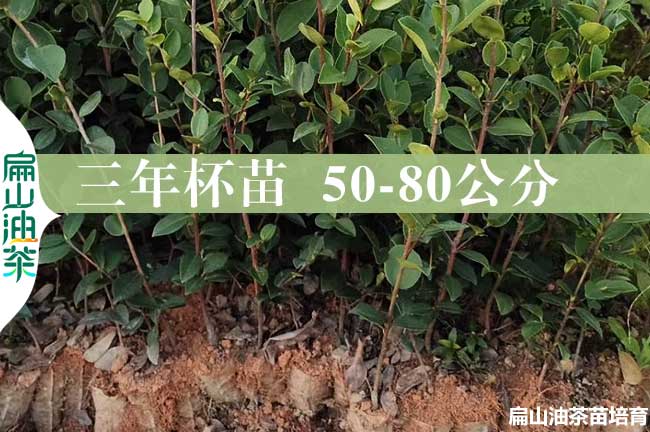 達州三年油茶苗批發(fā)