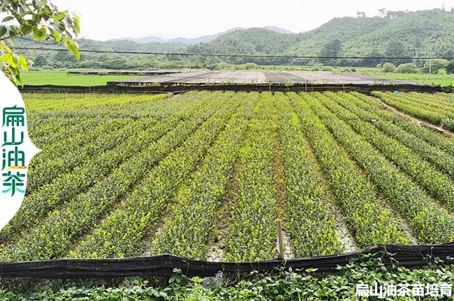 達州茶葉苗培育基地