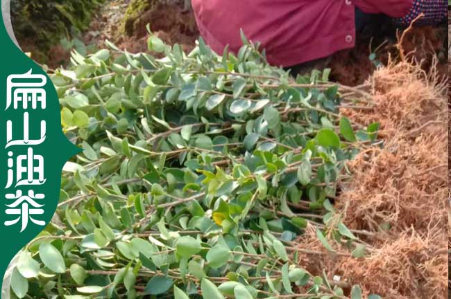 [油茶葉種苗種子]清遠油茶樹苗 廣東1-3年軟枝大果紅花批發(fā)
