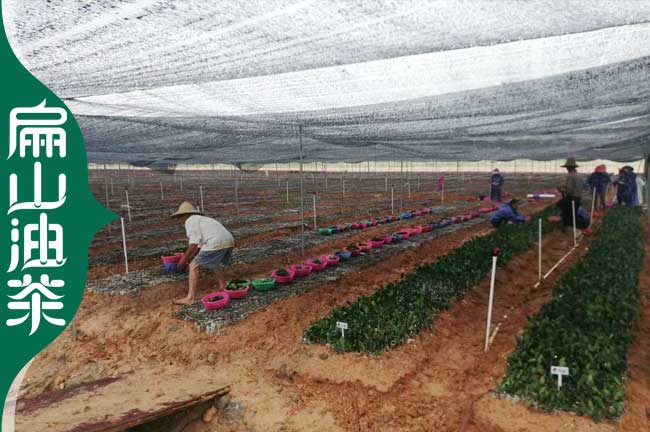 [大規(guī)模油茶苗培育] 防城港大紅花油茶苗 巨型果批發(fā)1-3-2號