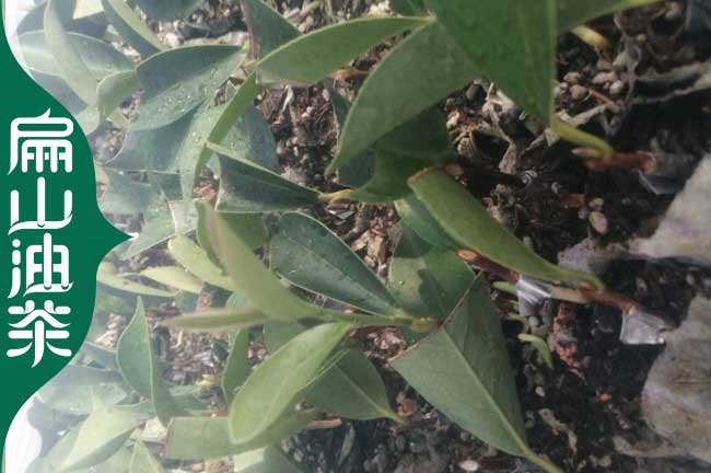 嫁接油茶苗時(shí)間