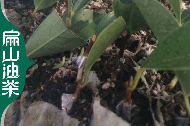 開封長(zhǎng)林油茶苗批發(fā)