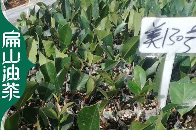 蘭州長林油茶小苗