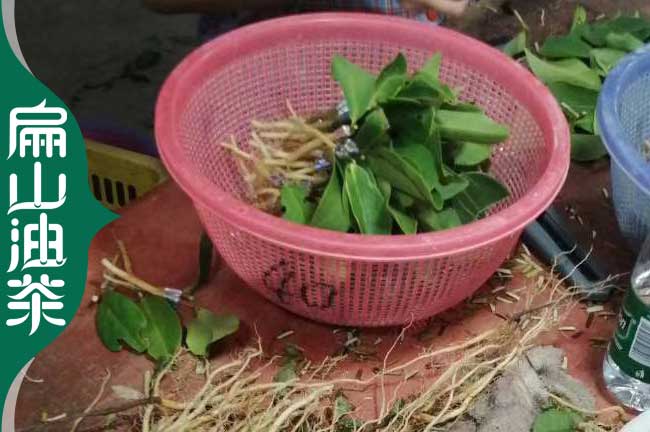 宜春長林嫁接油茶苗