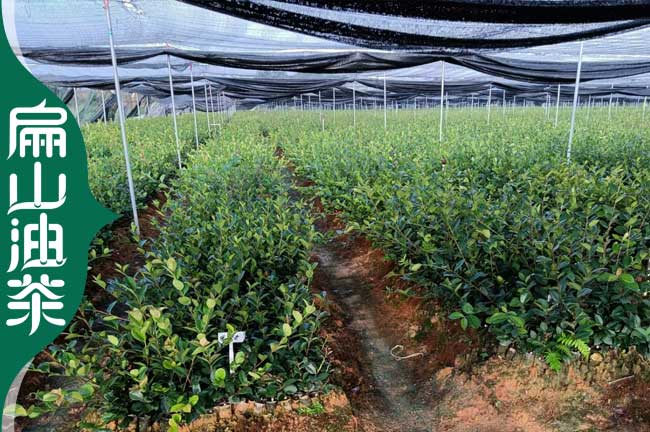 扁山岳陽茶葉苗 油茶苗 茶樹苗綠化工程食用榨油二用2元/珠