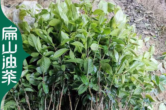 掛果多 湘西茶葉苗 1-2年油茶小苗 裸根實生嫁接杯苗30-60CM