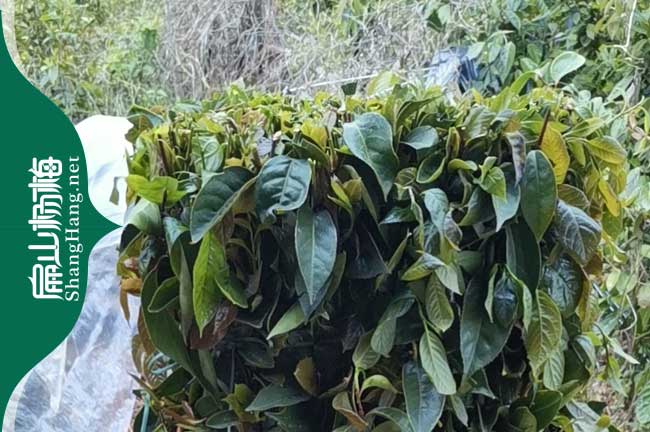 平?jīng)黾t花大果油茶苗培育