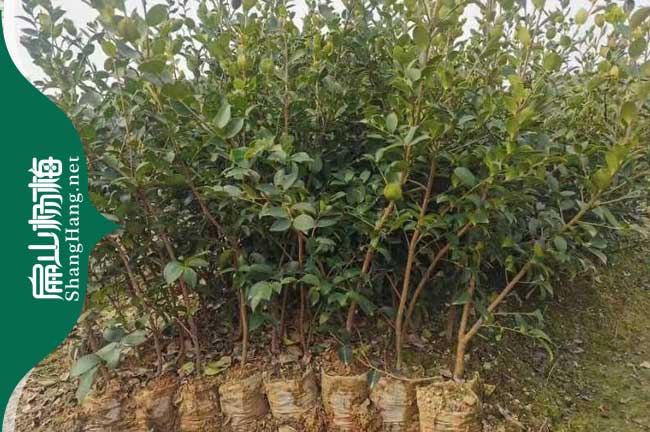 惠州長林油茶中杯苗
