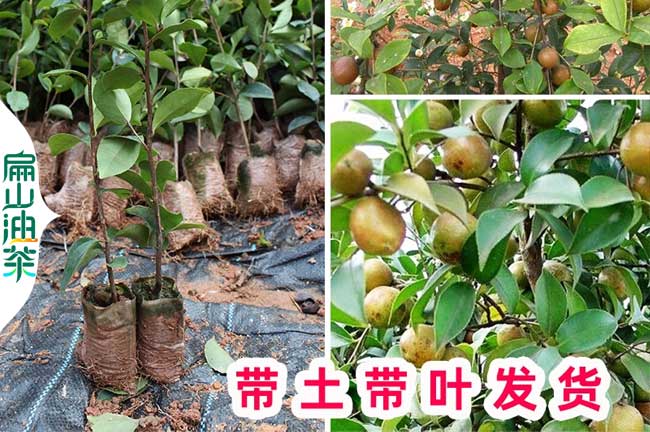 德陽(yáng)油茶小杯苗批發(fā)