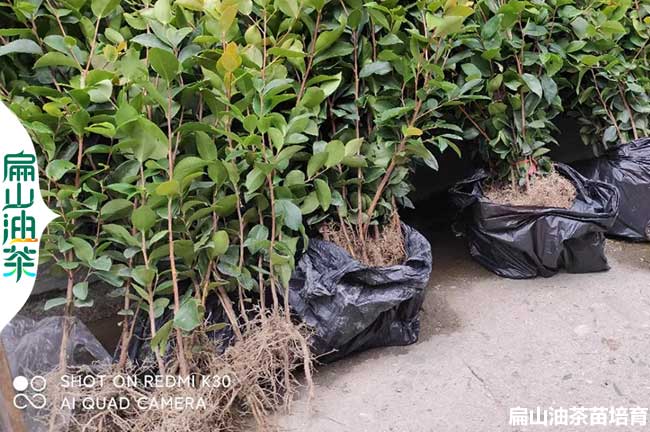 大型達(dá)州軟枝油茶苗圃批發(fā) 達(dá)州茶葉苗培育基地價(jià)格20-40CM