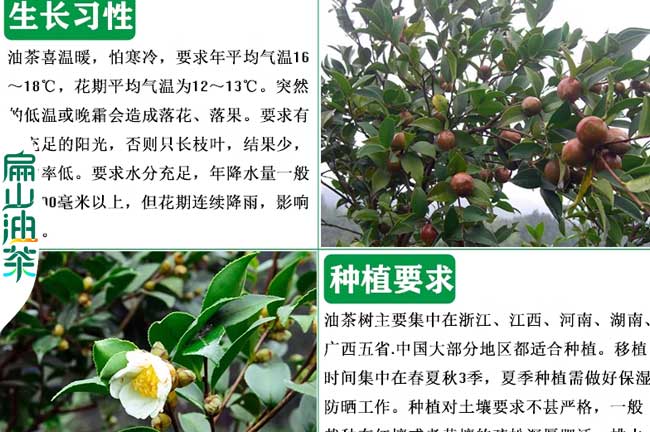 德陽(yáng)油茶種植基地
