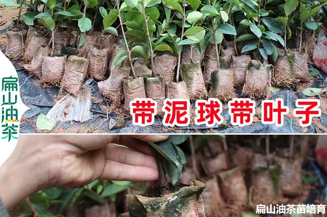 內(nèi)江軟枝油茶小杯苗