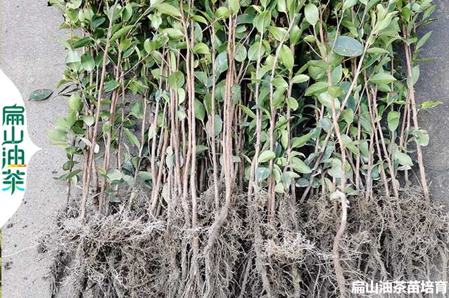 德陽(yáng)軟枝油茶苗培育