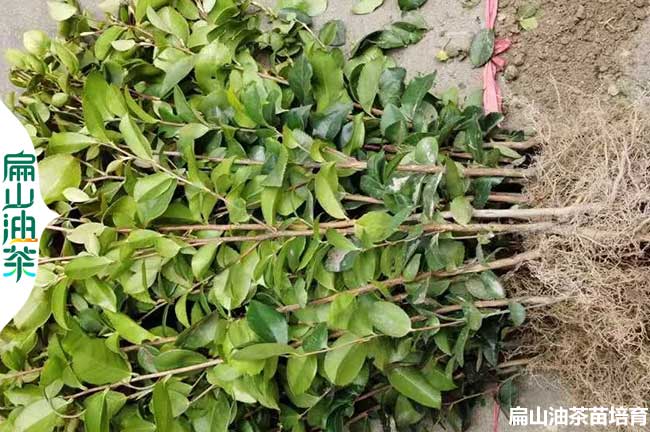 [規(guī)?；筒枞~苗]資陽油茶苗培育.四川茶葉小杯苗批發(fā)40CM