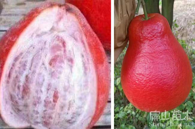 廣西浙江湖南四川紅皮柚子苗培育大型基地 青黃紅肉蜜柚-扁山油茶